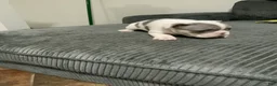 French Bulldog dogs for sale: French Bulldog Puppy 1 - Ad 3
