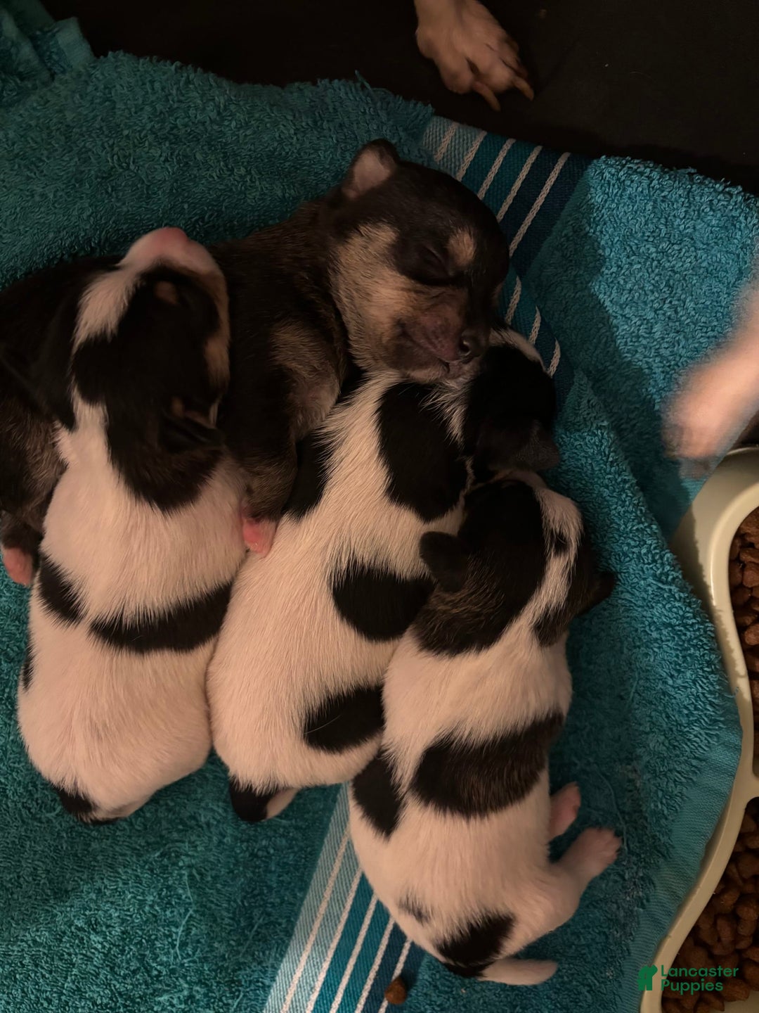 Gallery Image {{count}}