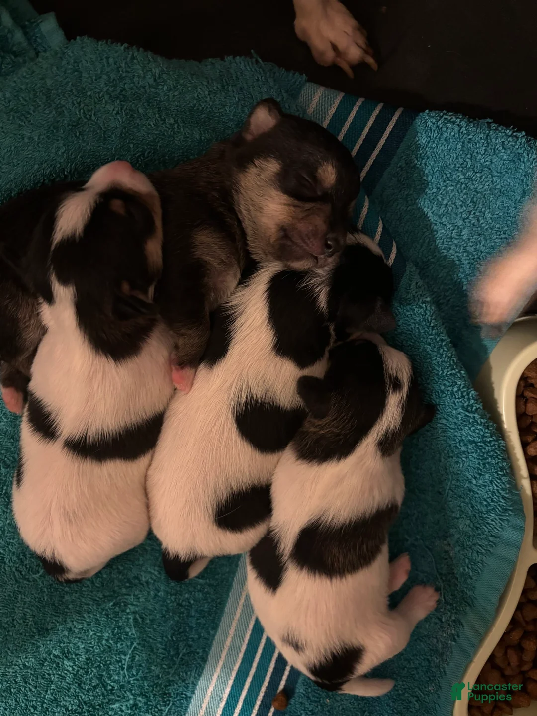 Gallery Image {{count}}