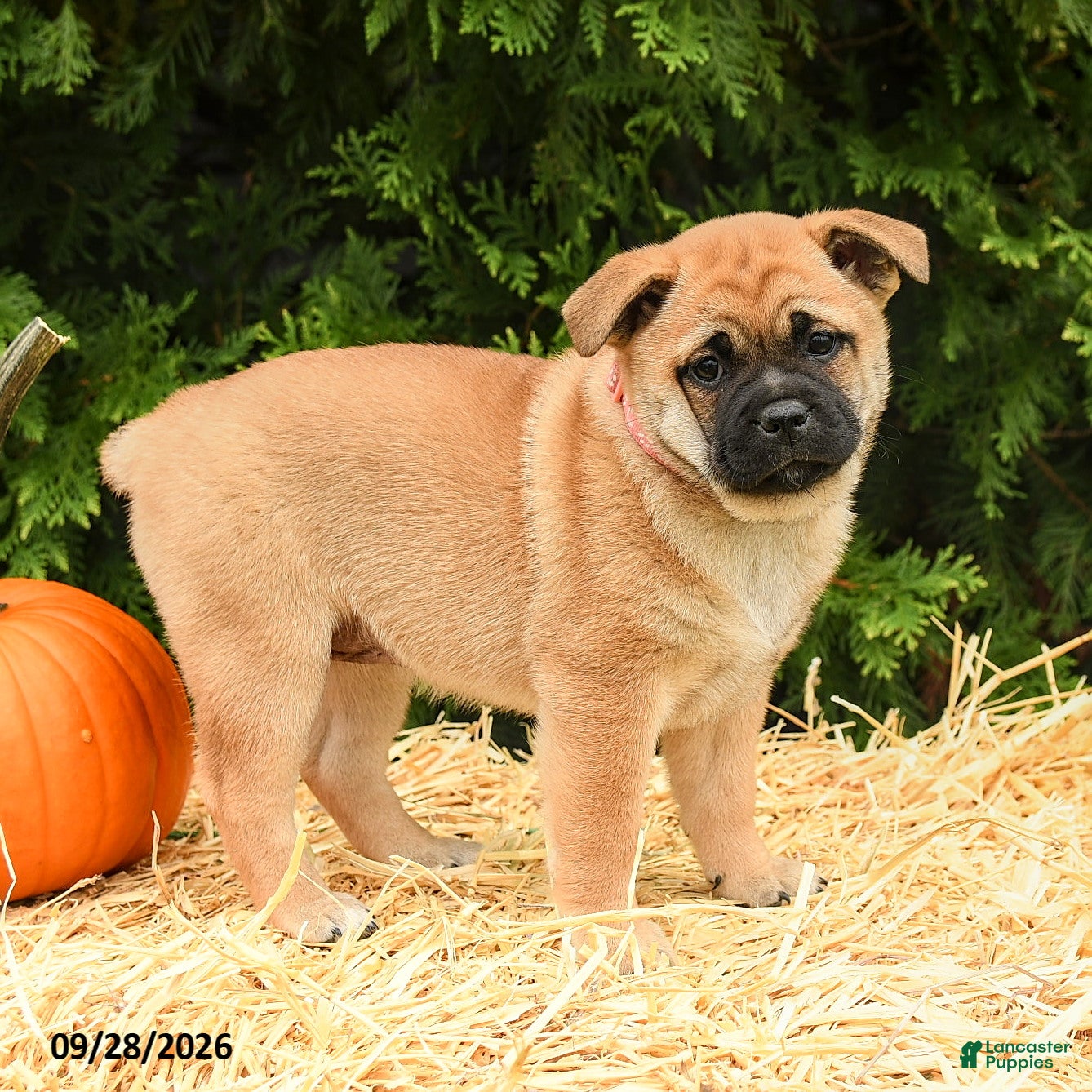 Mixed Breed dogs Rosie - Ad 1