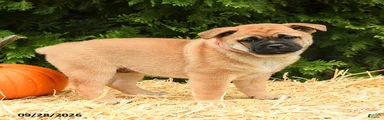 Rosie