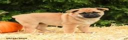 Mixed Breed dogs for sale: Rosie - Ad 1