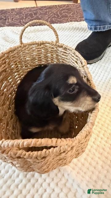 Dachshund dogs Mikey - Ad 2