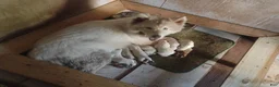 Siberian Husky dogs for sale: Siberian Husky Puppy 3 - Ad 3