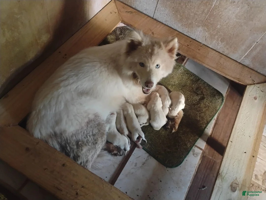 Siberian Husky dogs for sale: Siberian Husky Puppy 3 - Ad 3