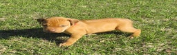 Rhodesian Ridgeback dogs for sale: Rhodesian Ridgeback Puppy 5 - Ad 5