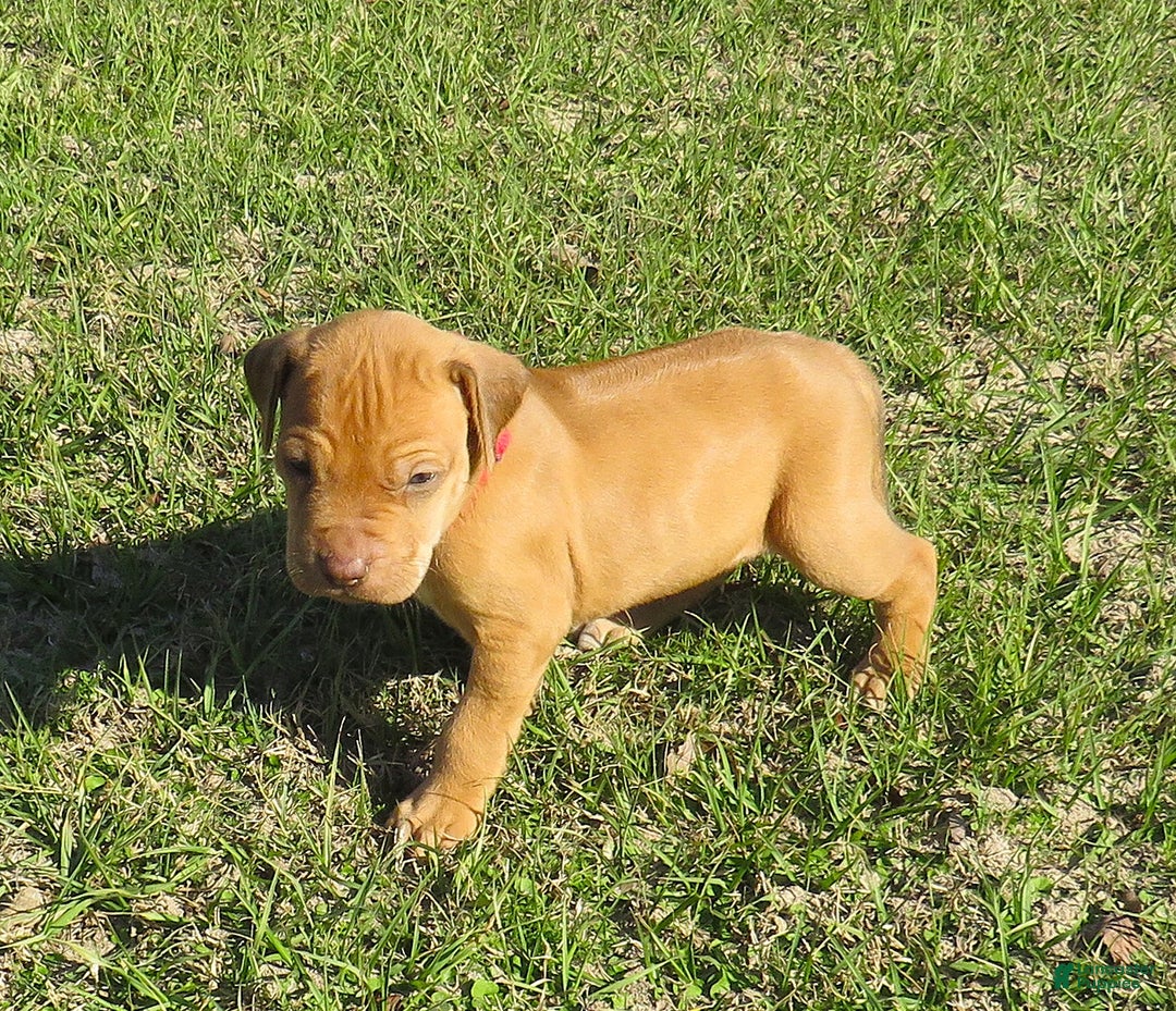 Rhodesian Ridgeback dogs for sale: Rhodesian Ridgeback Puppy 5 - Ad 5