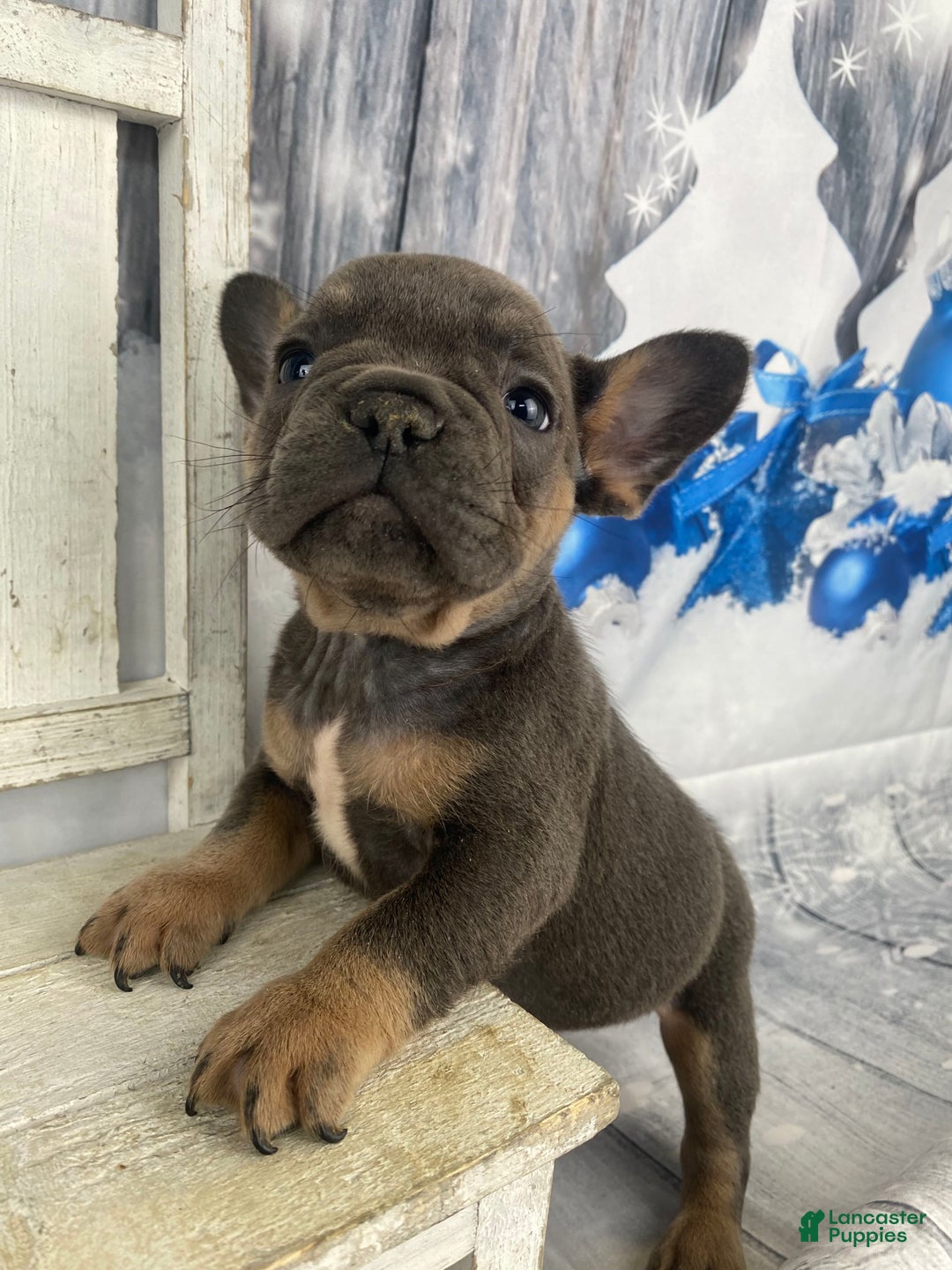 French Bulldog dogs for sale: Bruno - Ad 2