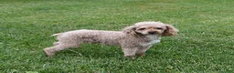 Havapoo dogs for sale: Candy Cane - Ad 7