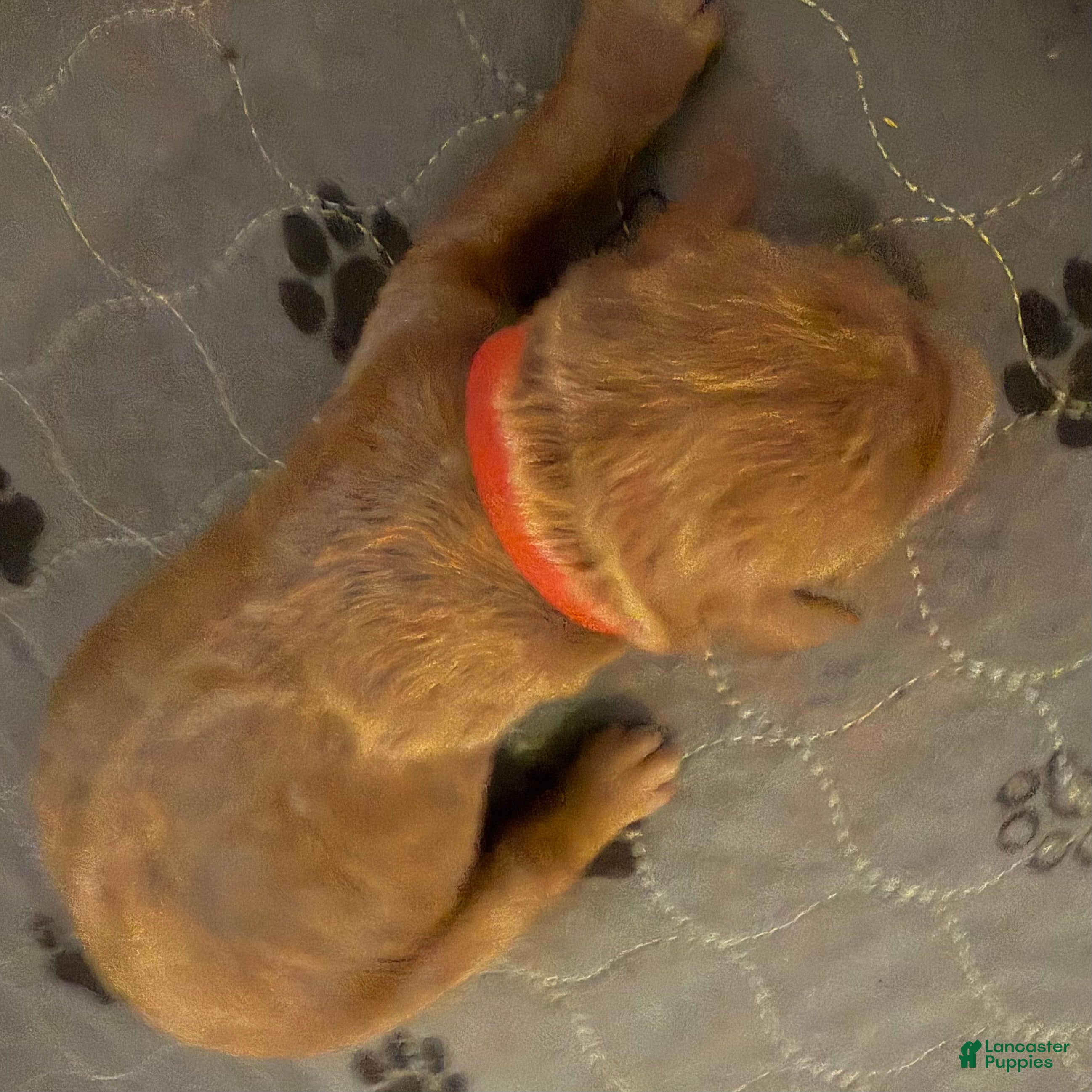 Goldendoodle dogs for sale: Banyon - Ad 1