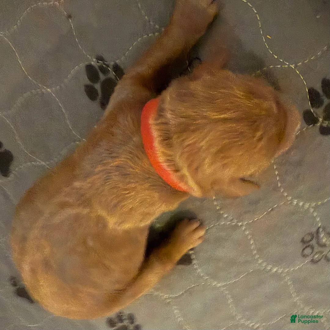 Goldendoodle dogs for sale: Banyon - Ad 1