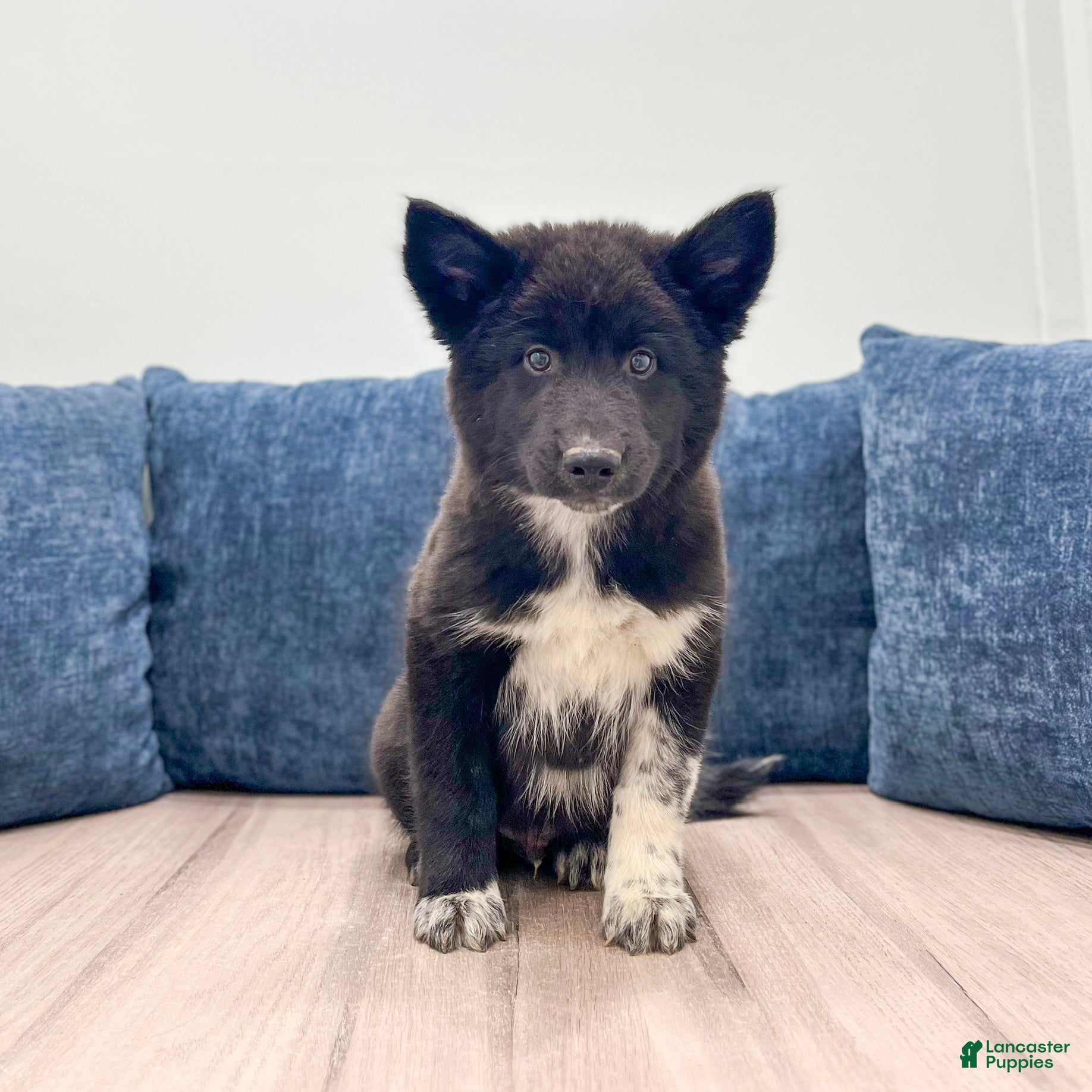 Mixed Breed dogs Rover - Ad 1