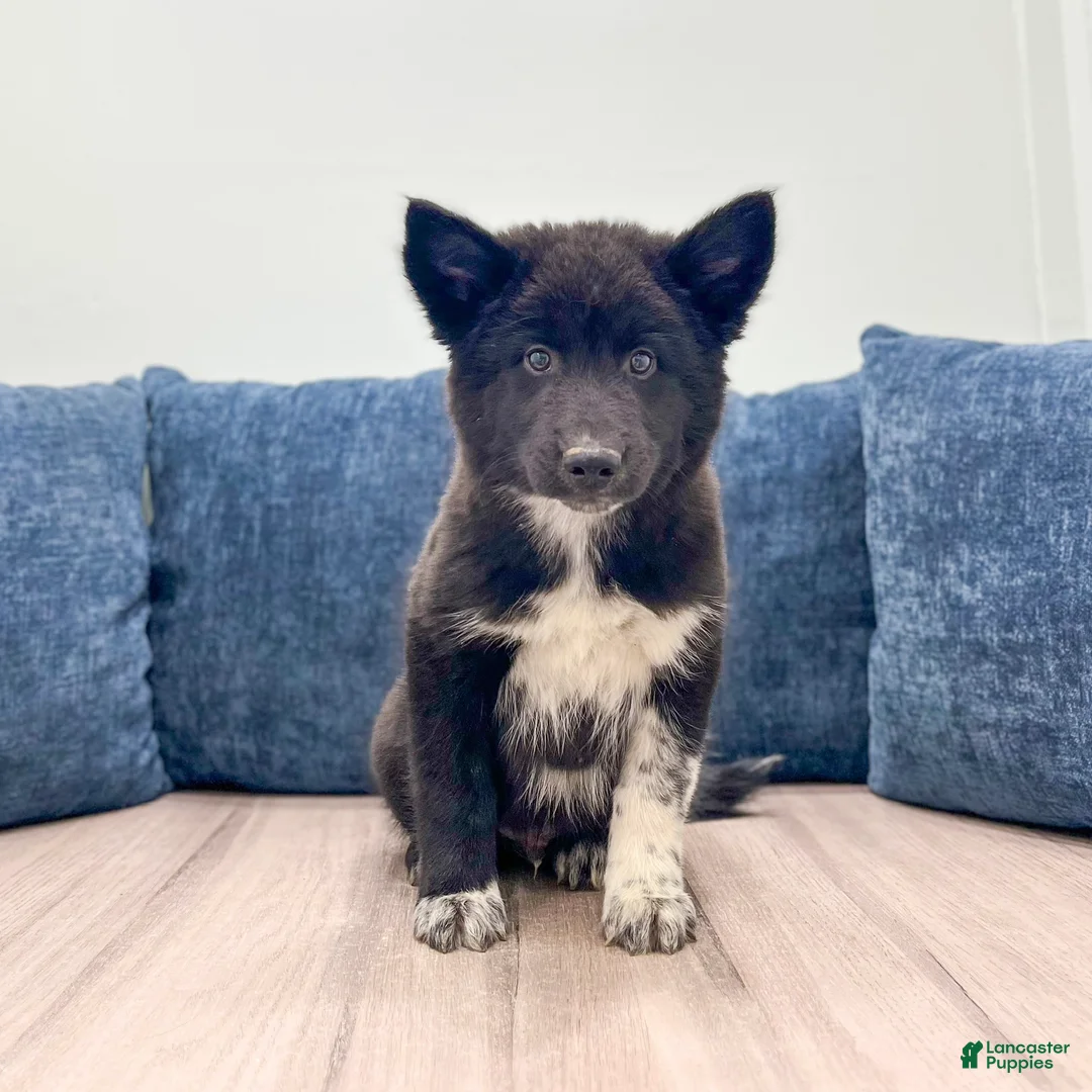 Mixed Breed dogs for sale: Rover - Ad 1
