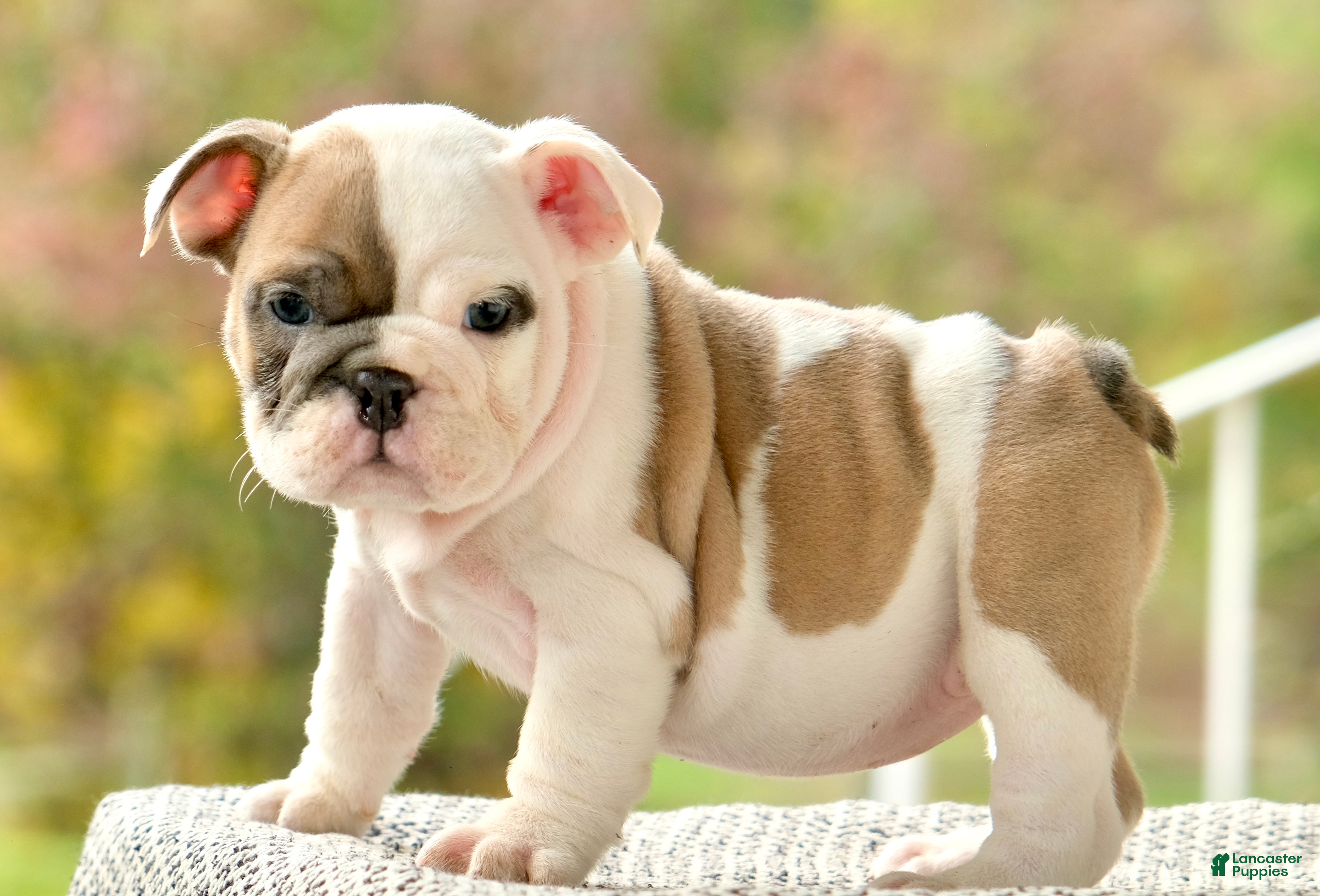 English Bulldog dogs Hazel - Ad 1
