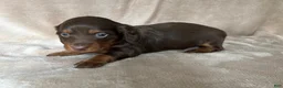 Miniature Dachshund dogs for sale: AKC Rory DNA OFA LH - Ad 2