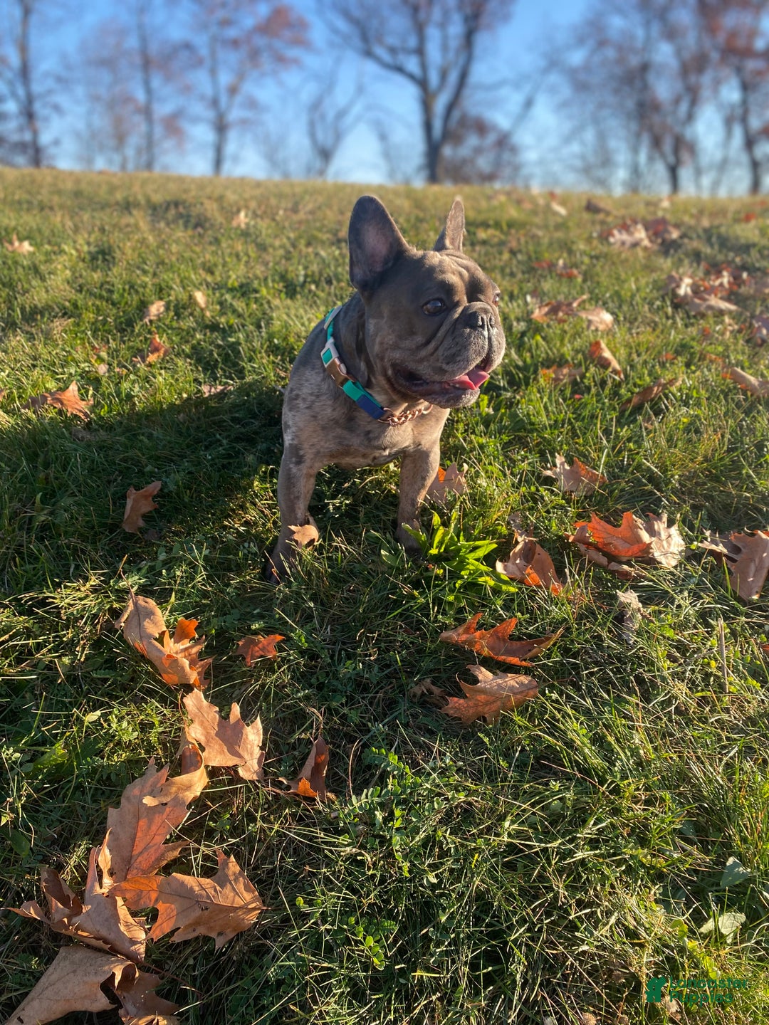 French Bulldog dogs for stud: Blue Merle  - Ad 2