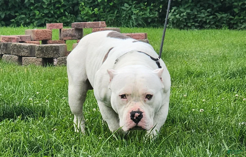 Gallery Image {{count}}