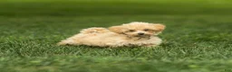 Maltipoo dogs for sale: Nacho Maltipoo Puppy  - Ad 16