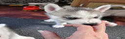 Siberian Husky dogs for sale: Suppy AKC - Ad 4
