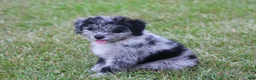 Aussiedoodle dogs for sale: Chrissy - Ad 5