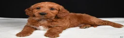 Goldendoodle dogs for sale: Gwen - Ad 6