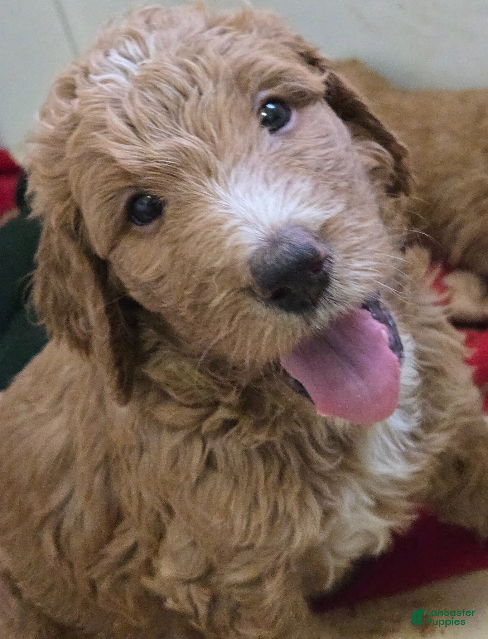 Goldendoodle dogs Goldendoodle Puppy 2 - Ad 1