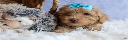 Miniature Poodle dogs for sale: ARCHIE - Ad 3