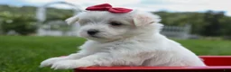 Maltese dogs for sale: MURPHY - Ad 16