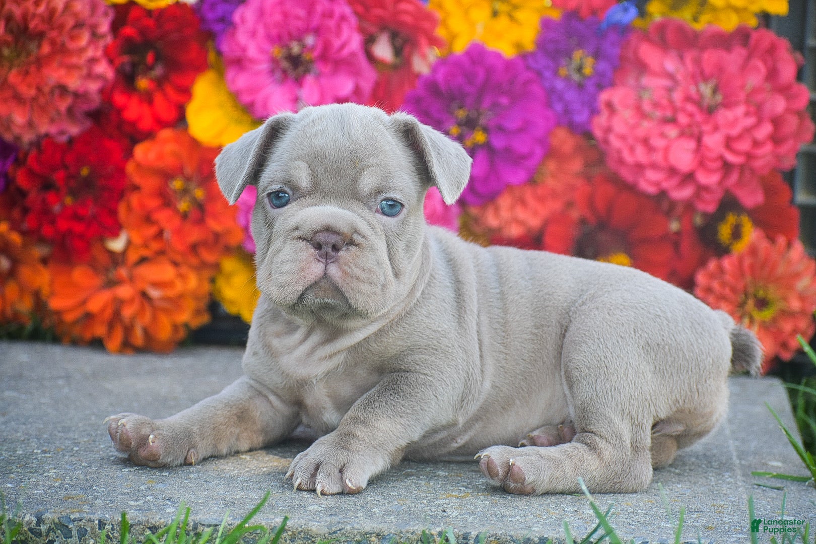 French Bulldog dogs Charlotte - Ad 2