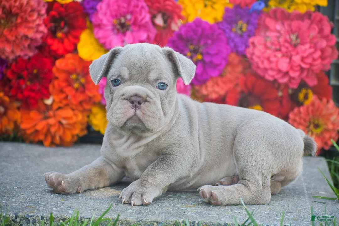 French Bulldog dogs for sale: Charlotte - Ad 2