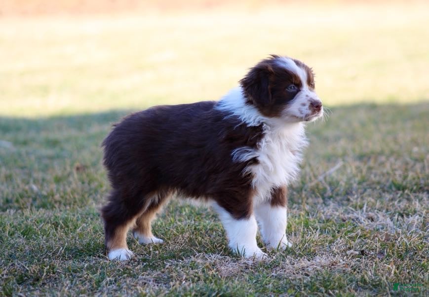 Australian Shepherd dogs Maisy  - Ad 2