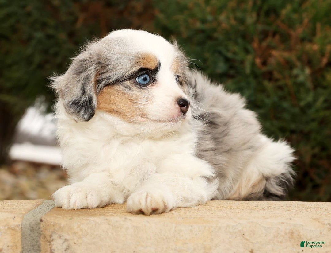 Mini Aussiedoodle dogs for sale: Winnie - Ad 5