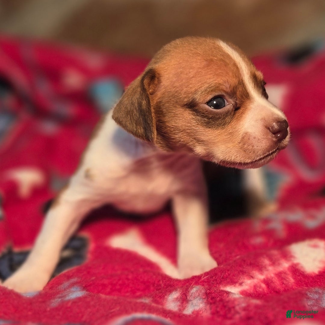 Beagle dogs for sale: Logan Queen Elizabeth Pocket Beagle - Ad 9