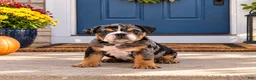 English Bulldog dogs for sale: Cash - Ad 3