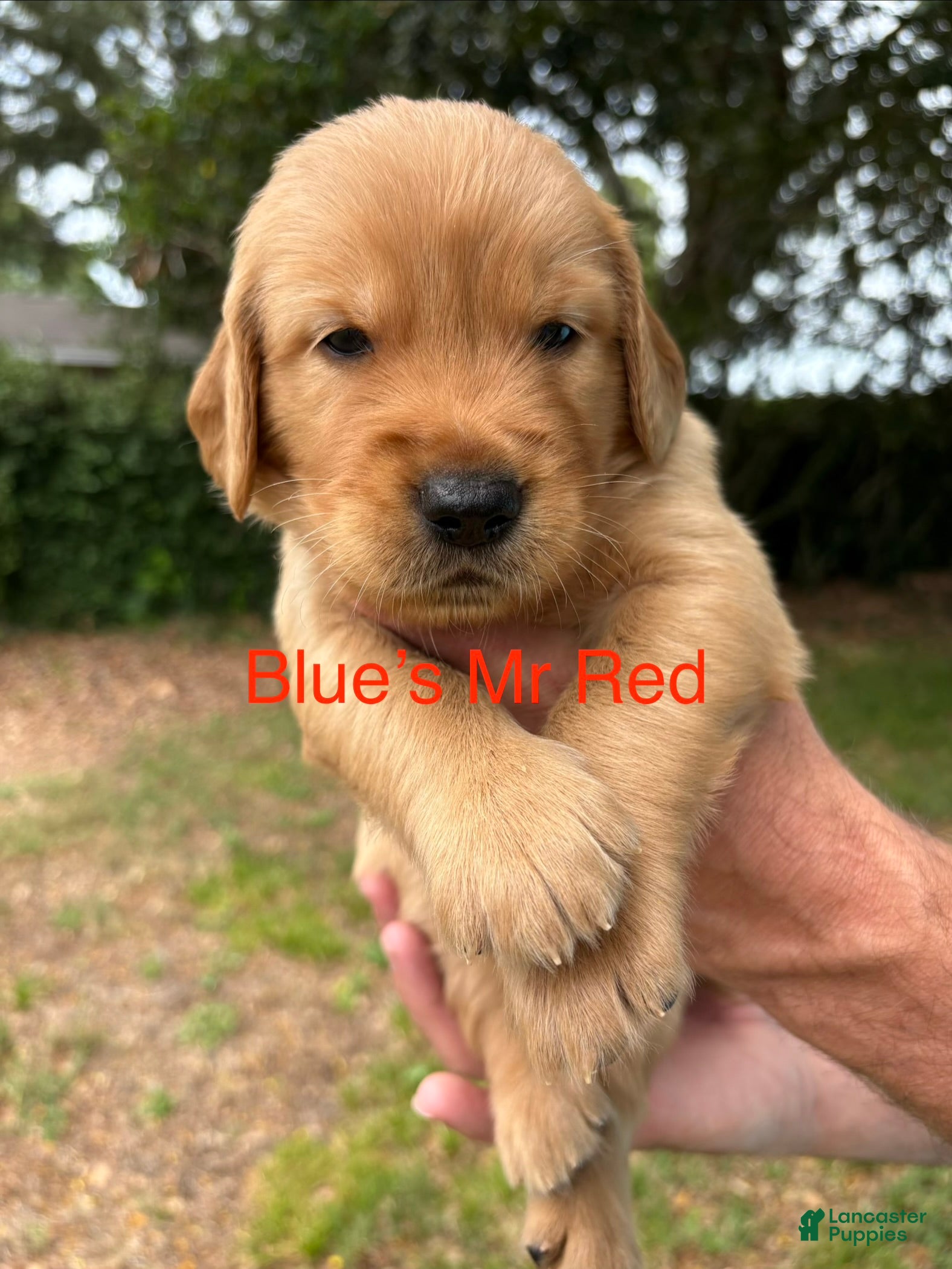 Golden Retriever dogs Mr Red - Ad 21