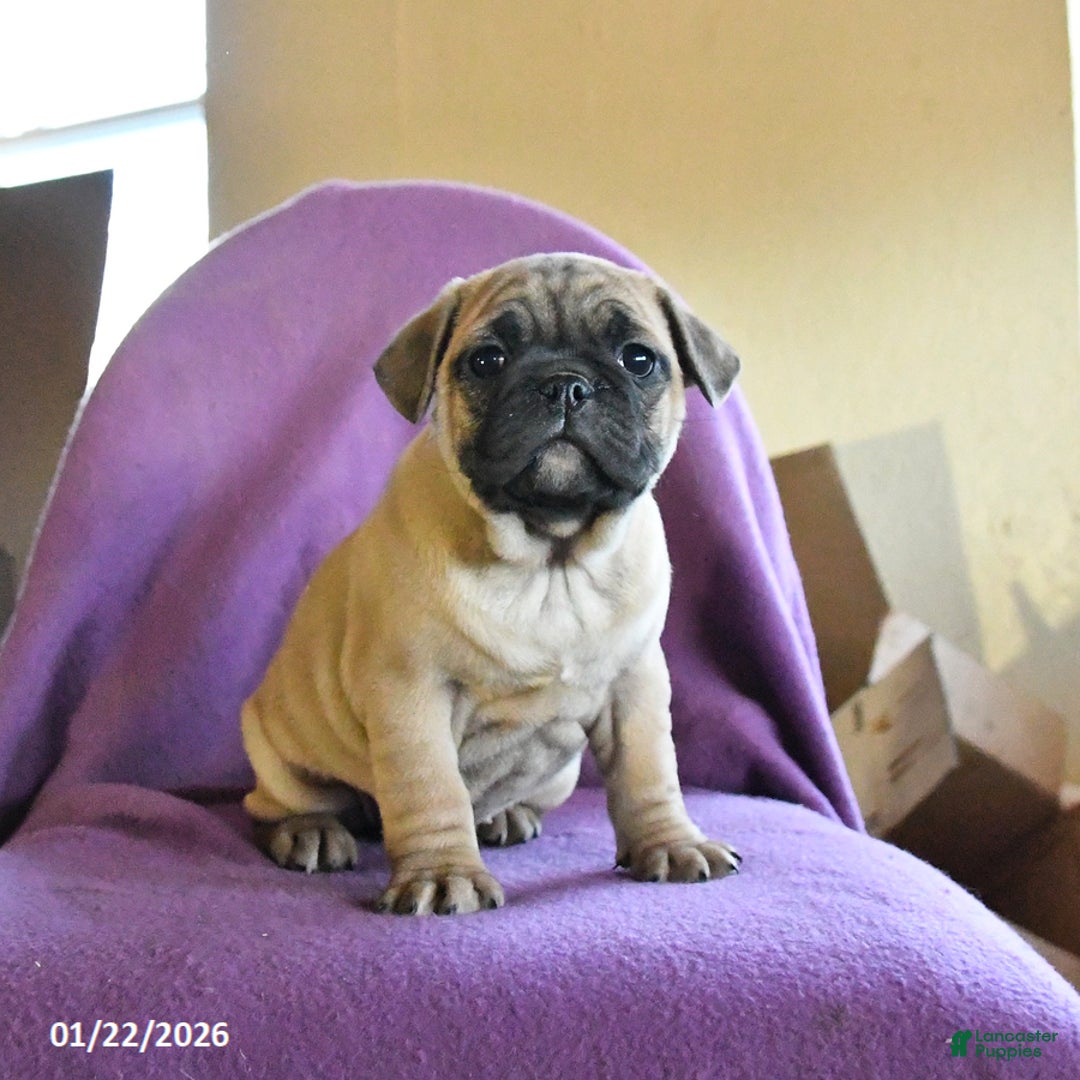 Frug dogs for sale: Trixie - Ad 5