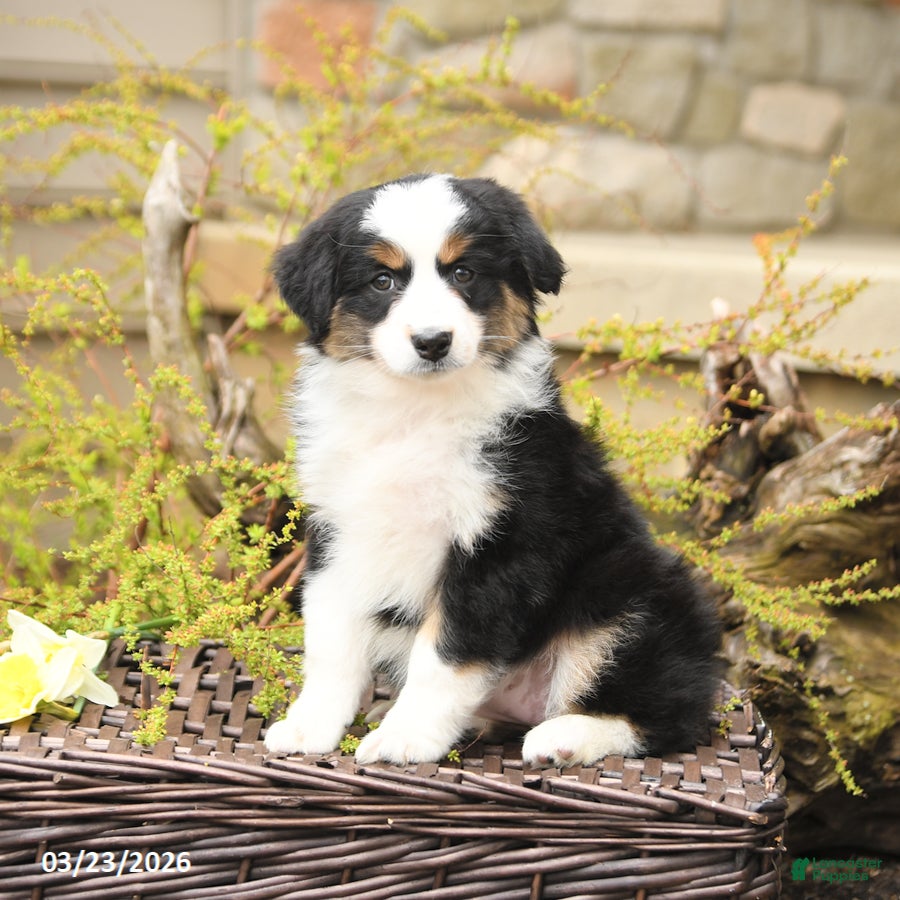 Miniature Australian Shepherd dogs Sage - Ad 1