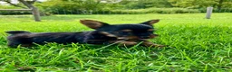 Yorkshire Terrier dogs for sale: Truffle - Ad 4