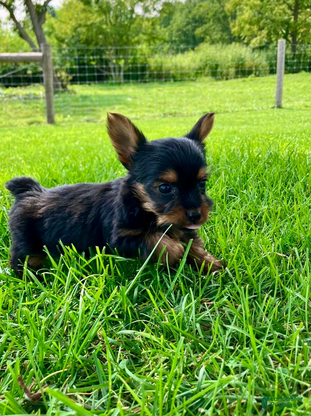 Yorkshire Terrier dogs for sale: Truffle - Ad 4