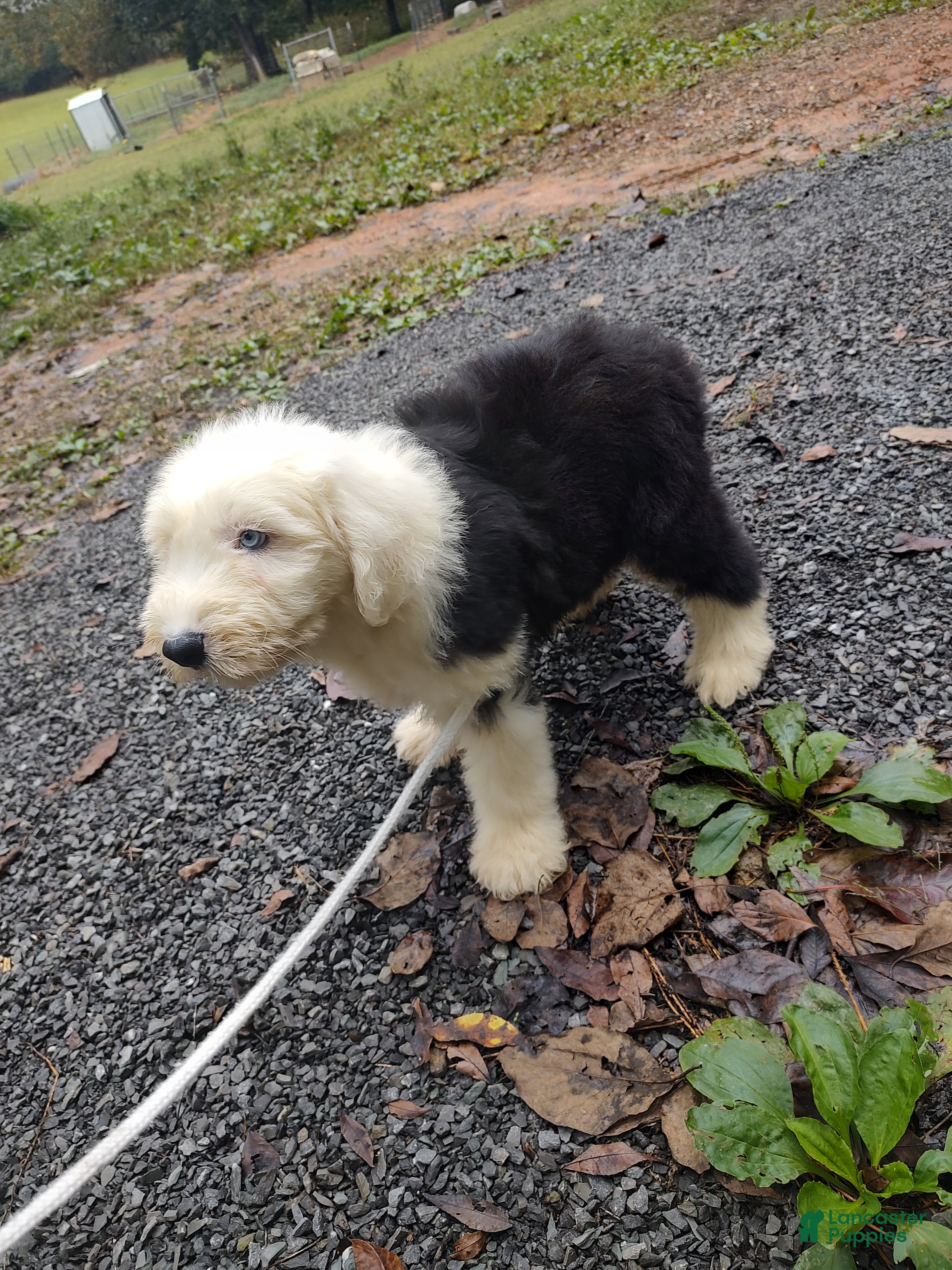 Old English Sheepdog dogs Old English Sheepdog 1 BLUE EYES  - Ad 2