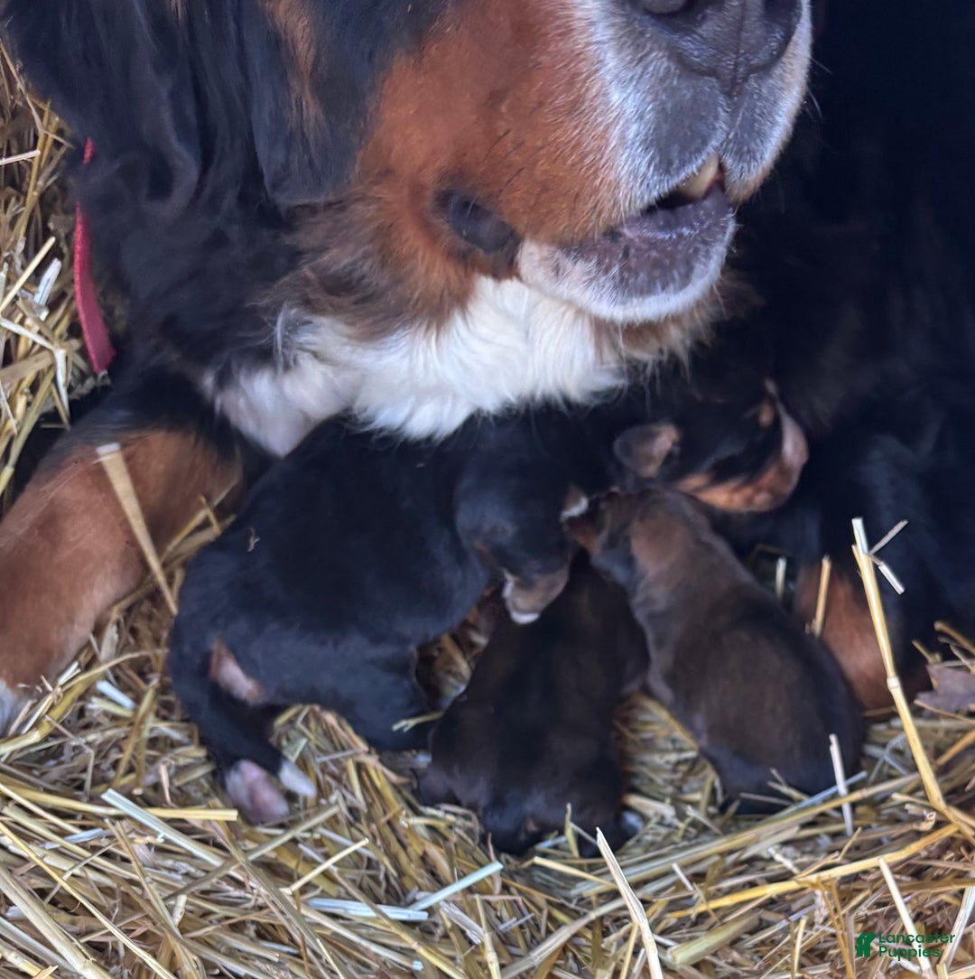 Mixed Breed dogs for sale: Tibetan Mastiff/Bernese Mountain Dog Male 2 - Ad 21