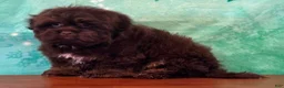 Mixed Breed dogs for sale: Buckeye male Shichon - Ad 3