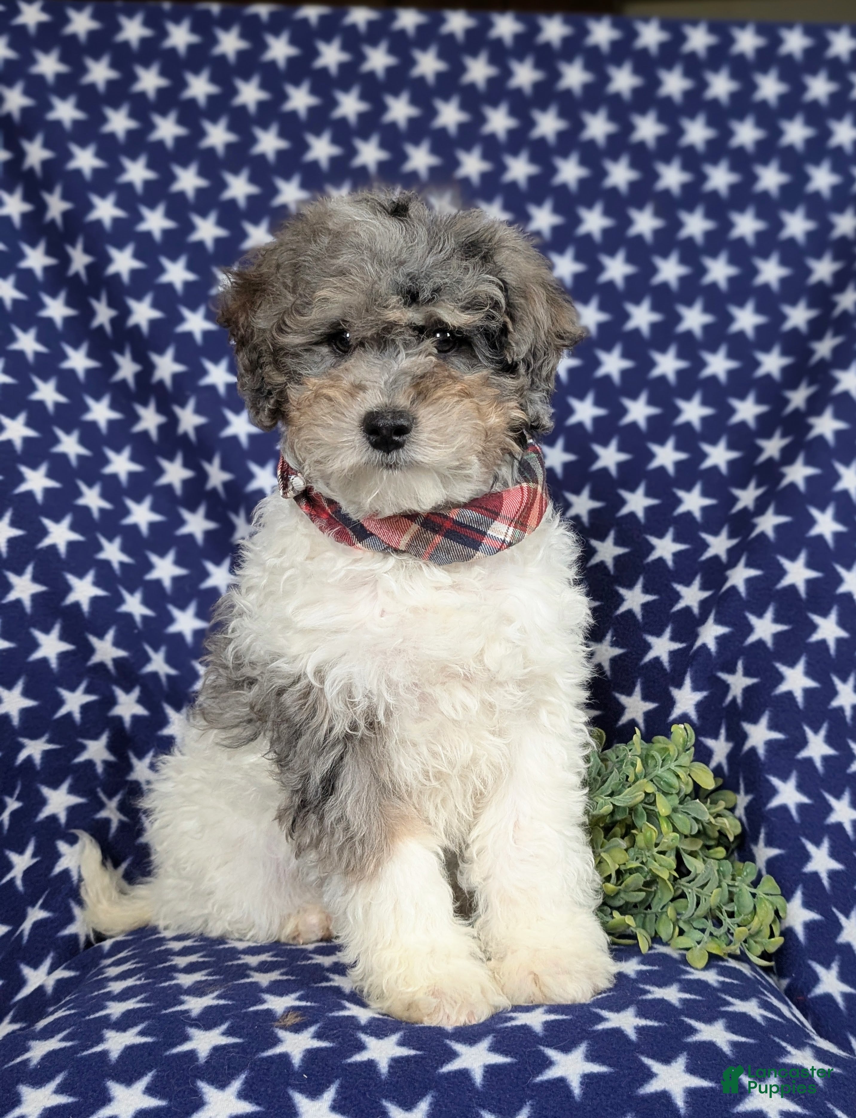 Mini Bernedoodle dogs Armondo Hypoallergenic  - Ad 2