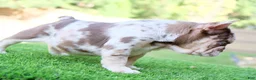 French Bulldog dogs for sale: French Bulldog 1 - Ad 6