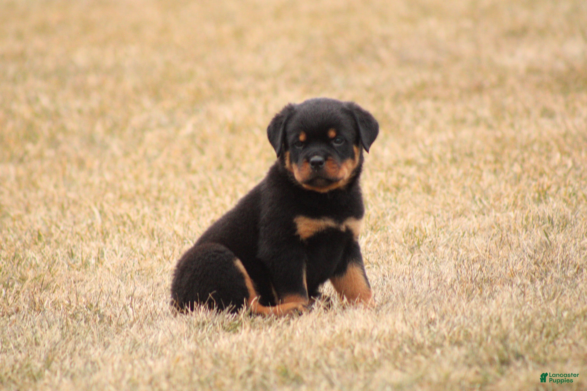 Rottweiler dogs Molly - Ad 2