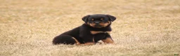 Rottweiler dogs for sale: Molly - Ad 2
