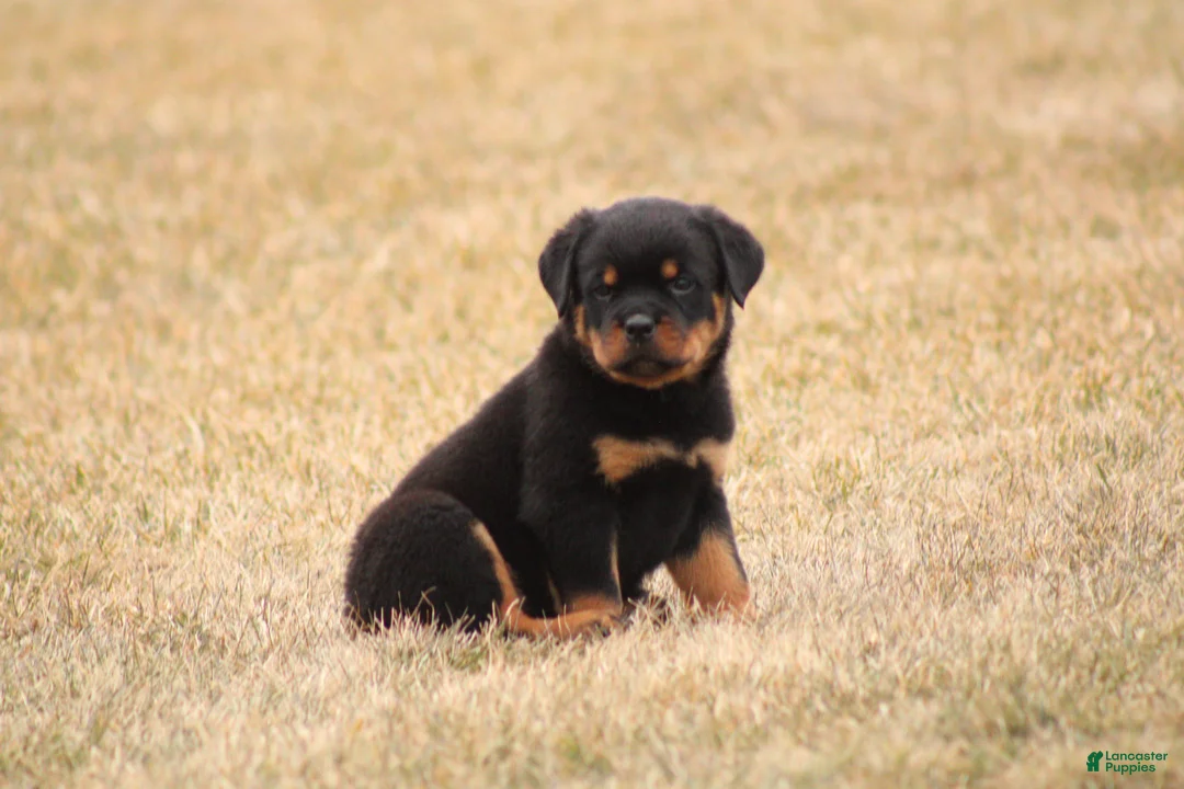 Rottweiler dogs for sale: Molly - Ad 2
