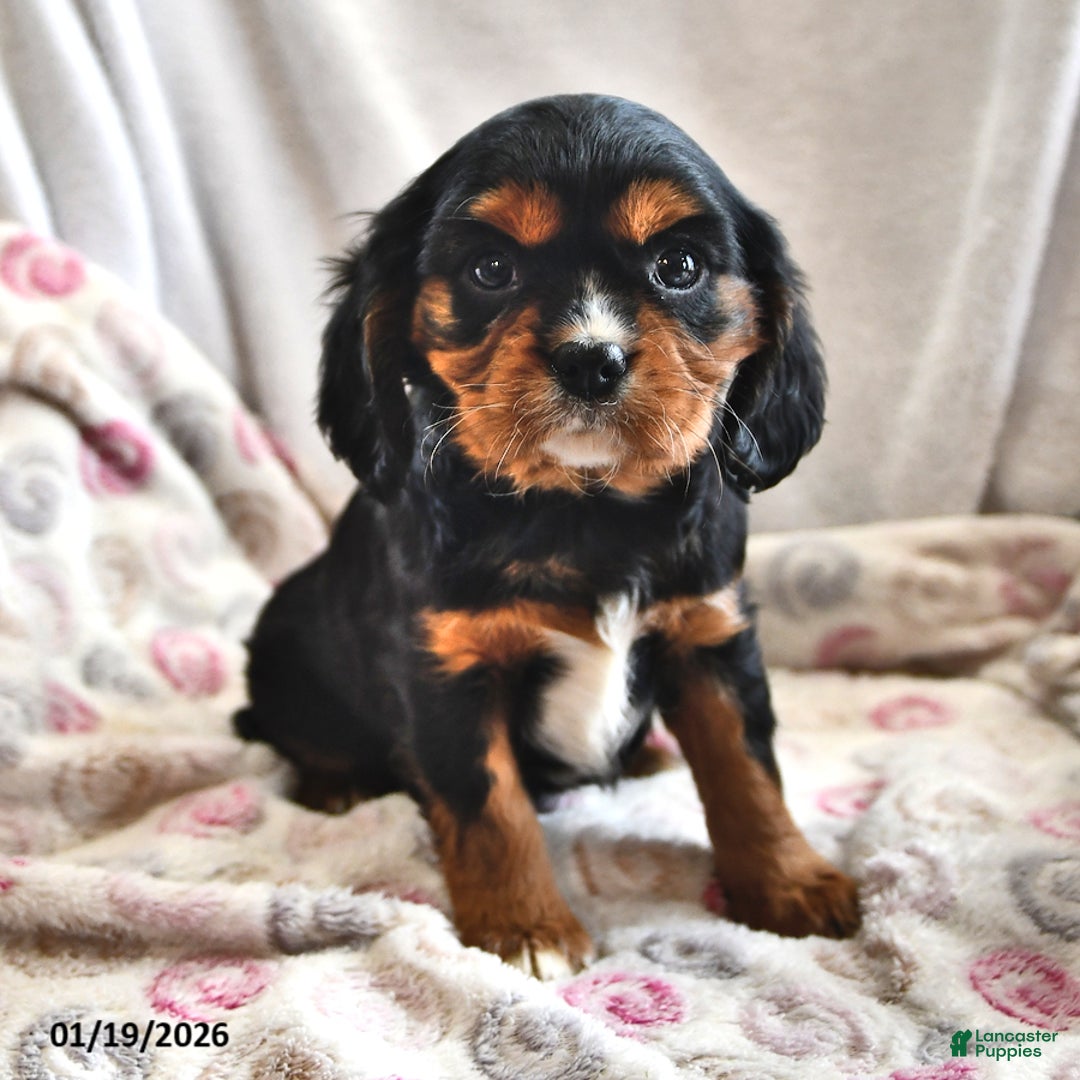 Cavalier King Charles Spaniel dogs for sale: Sally - Ad 2