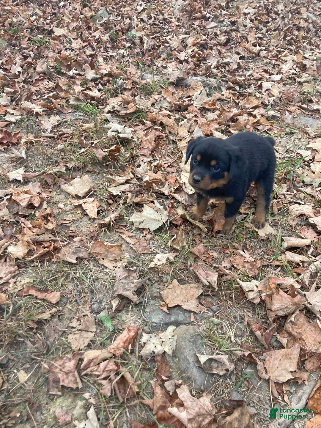 Rottweiler dogs for sale: Holly - Ad 4