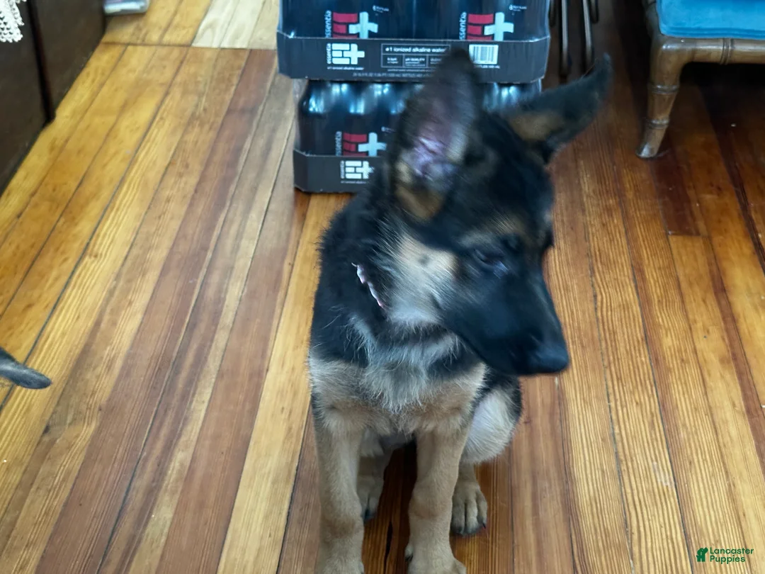 German Shepherd dogs for sale: German Shepherd Puppy 2 - Ad 2
